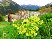 72 La Primula veris (Primula odorosa) ha aperto e chiude la bella escursione